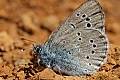 Silvery Blue butterfly (Glaucopsyche lygdamus)