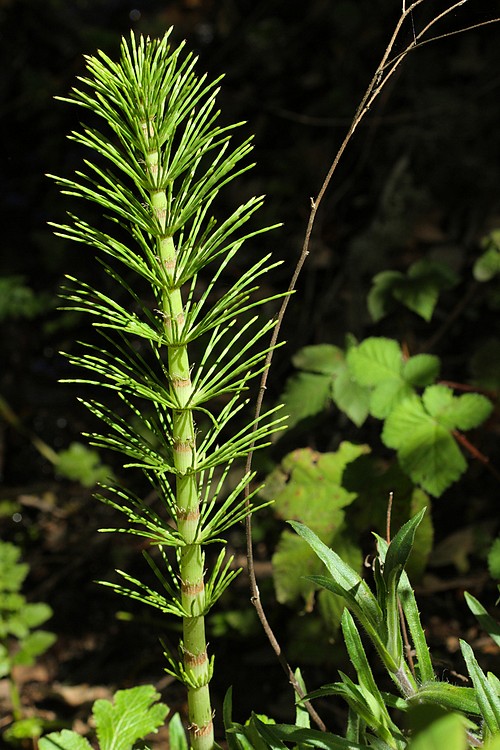 Horsetail