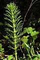 Horsetail