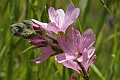 Checkerbloom (Sidalcea malveflora)