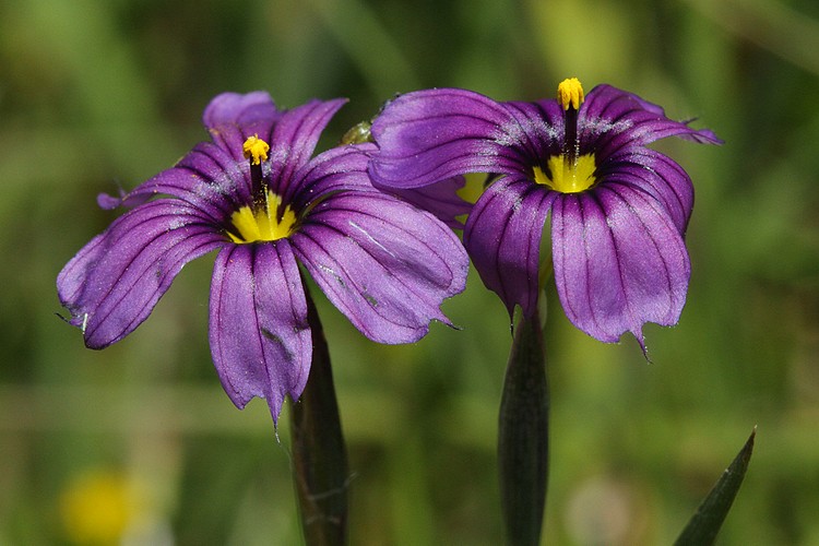 Blue eyed Grass (Sisyrinchium bellum)