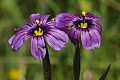 Blue eyed Grass (Sisyrinchium bellum)