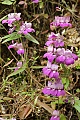 Chinese houses (Collinsia heterophylla)