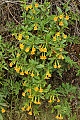 Sticky monkeyflower (Mimulus aurantiacus)