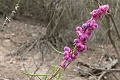 Wooly Bluecurls (Trichostema lanatum)