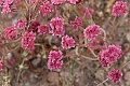 Buckwheat