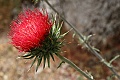 Venus thistle (Cirsium occidentale var. venustum)