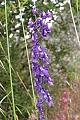 Larkspur