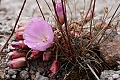 Bitter root (Lewisia rediviva)