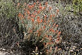 Indian paintbrush