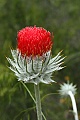 Venus thistle (Cirsium occidentale var. venustum)