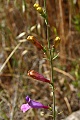 Penstemon