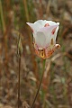 Mariposa lily