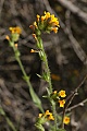 Fiddleneck