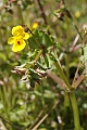 Monkeyflower