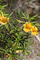 Sticky monkeyflower