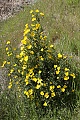 Bush poppy