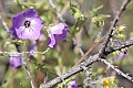 Fiesta flower