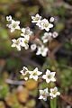 California saxifrage