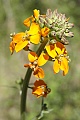 Western wallflower