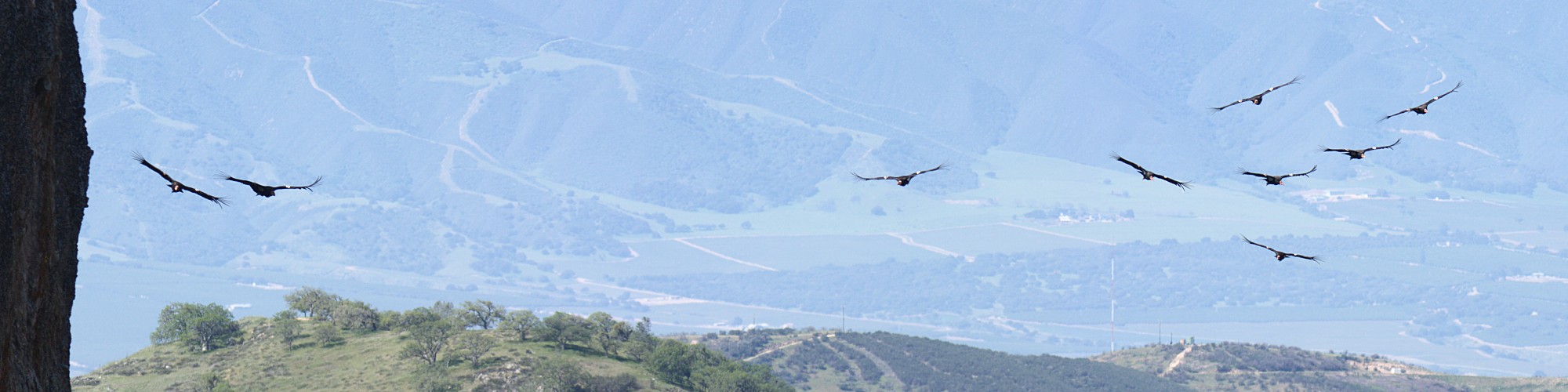 Condor flight sequence