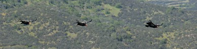 Condor flight sequence