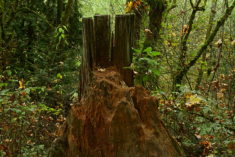 Rotting stump