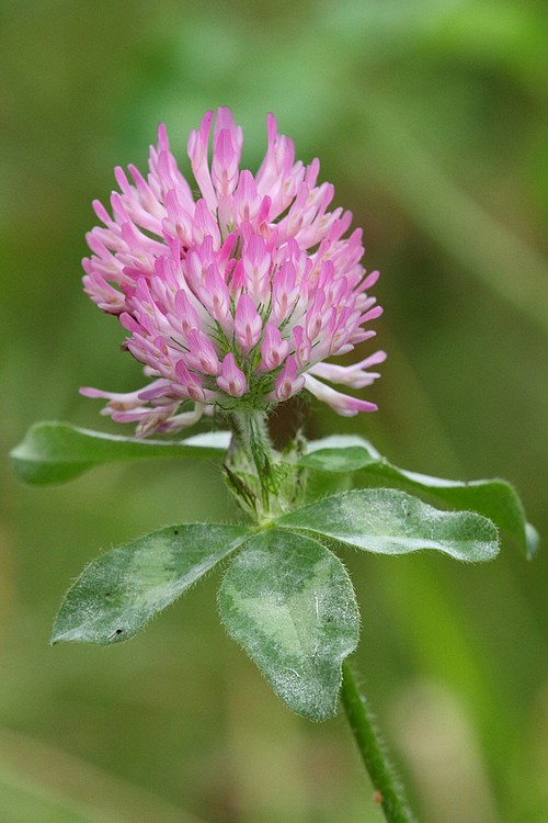 Clover