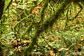 Mossy branches