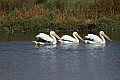 Pelicans