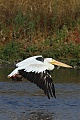 Pelican landing