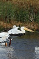 Pelican landing