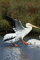 Pelican landing