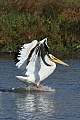 Pelican landing