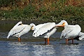 Pelicans