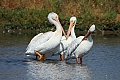 Pelicans