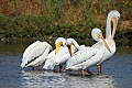 Pelicans