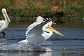 Pelican landing