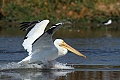 Pelican landing