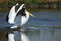 Pelican landing