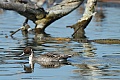 Northern Pintail (Anas acuta)