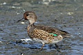 American Wigeon (Anas americana)