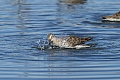 Dowitcher bathing