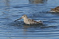 Dowitcher bathing