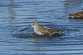 Dowitcher bathing