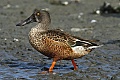 Northern Shoveler (Anas clypeata)