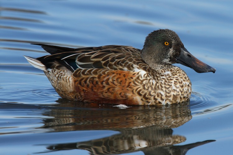 Northern Shoveler (Anas clypeata)