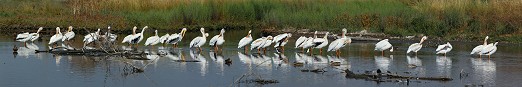 Pelicans