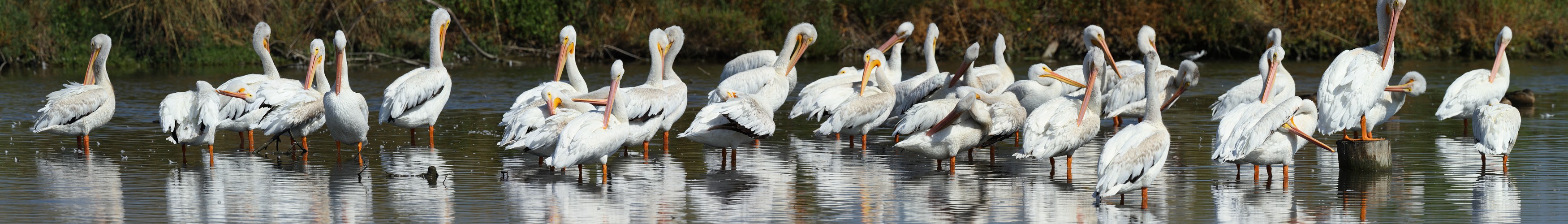 Pelicans