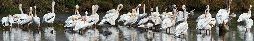 Pelicans